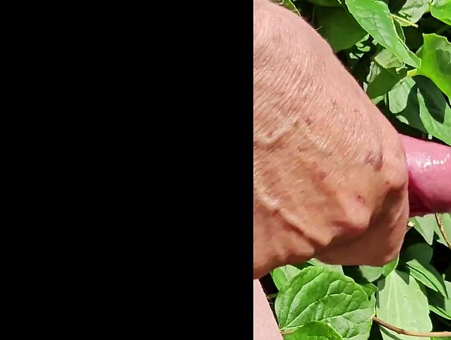 Die Kirschenernte hat begonnen, Teil 02, es kommt wies kommen muss